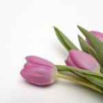 Tulip for wedding decoration